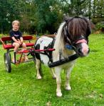 Shetland Mare Possibly in Foal