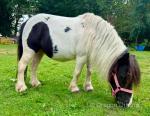 Shetland Mare Possibly in Foal