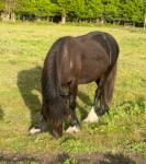 Yearling Fell Colt