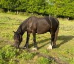 Yearling Fell Colt