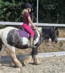 12.3hh Riding Mare 