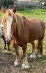 Bentley, 13hh Driving Gelding 