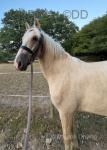 16hh WPB Gelding 