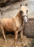16hh WPB Gelding 