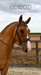 Big Fred, 17hh Riding Gelding