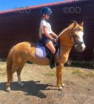 Rosie, 12.3hh WPB Riding Mare