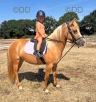 Rosie, 12.3hh WPB Riding Mare