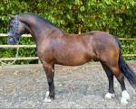 Fronarth Olympic Dream, 15.2hh Welsh Section D Mare