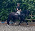 Fronarth Olympic Dream, 15.2hh Welsh Section D Mare