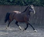 Fronarth Olympic Dream, 15.2hh Welsh Section D Mare