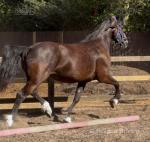 Fronarth Olympic Dream, 15.2hh Welsh Section D Mare