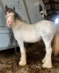 Apple, Yearling Filly