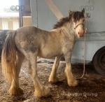 Apple, Yearling Filly