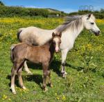 Welsh Section A Colt Foal