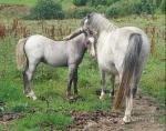 Welsh Section A Colt Foal