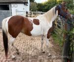 Dolly, 14.3hh WPB Ride and Drive Mare