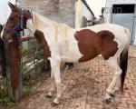 Dolly, 14.3hh WPB Ride and Drive Mare