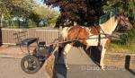 Dolly, 14.3hh WPB Ride and Drive Mare