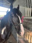 Yearling Filly 