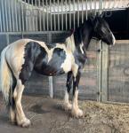 Yearling Filly 