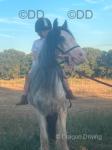 12.1hh Mare