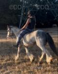 12.1hh Mare