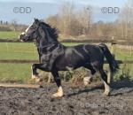 Welsh D stallion, this is not an easy write up as I adore this horse to pieces but he is only up for sale because I want something different. This boy is outstanding. He has movement to die for, he is a show off in all the correct ways. He is broke to drive, he's been on one of the drives and smashed it and still had energy to go again. 

