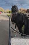 14.3hh Welsh Section D Driving Stallion 
