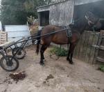 14hh 3 year old half bred filly. Quiet as a lamb, done a good few drives this summer. 