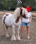 13hh Mare