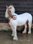 13hh Mare