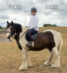 Flash, 13.2hh Riding Gelding 