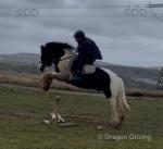 Flash, 13.2hh Riding Gelding 