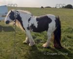14hh Mare