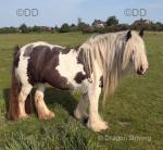 14hh Mare