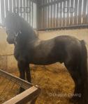 15.2hh Friesian Stallion
