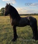 15.2hh Friesian Stallion
