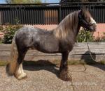 12hh Gelding