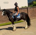 14hh Riding Gelding