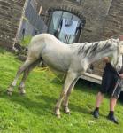 Colt