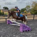13hh Riding Mare 