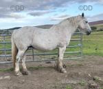 16.hh Percheron x Broodmare Possibly in Foal
