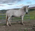16.hh Percheron x Broodmare Possibly in Foal