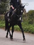 Jazz, 16.3hh Thoroughbred Mare