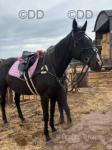 Jazz, 16.3hh Thoroughbred Mare