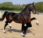Stapleford Hero, Hackney Driving Stallion