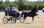 Stapleford Hero, Hackney Driving Stallion