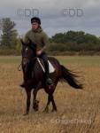 14.3hh Riding Mare