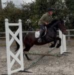 14.3hh Riding Mare
