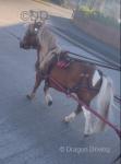 Billy, Shetland Ride and Drive Gelding 